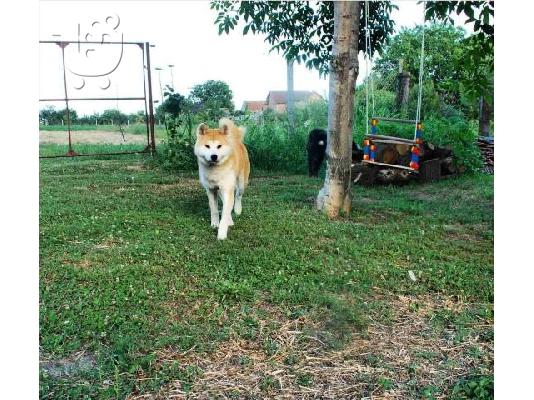 Akita Inu, θηλυκό σκυλί Aiko ως δώρο